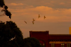 corellas at sunset