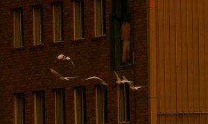 corellas at dusk