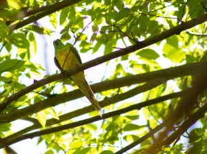 parrot perched among green leaves