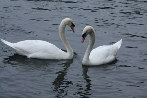 two swans facing each other, necks arched to form a heart