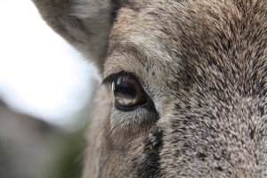 close up of a goat's eye