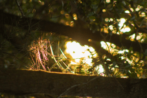 light glittering through cobweb