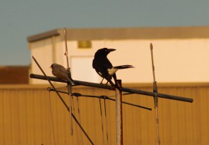 currawong and noisy miner perched on antenna