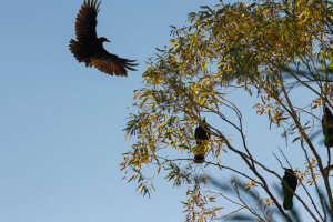 raven in flight approaching a gum tree