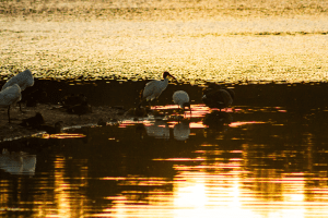 Ibises at sunset, light glittering off the lake