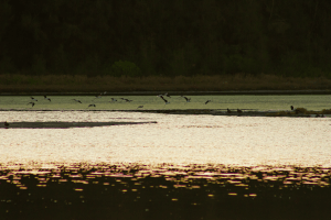pied stilts taking off the surface of the lake
