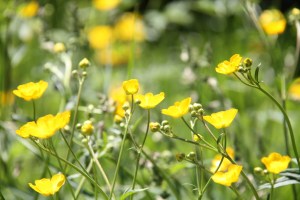 buttercups