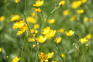 Buttercups