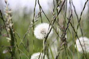 dandelions