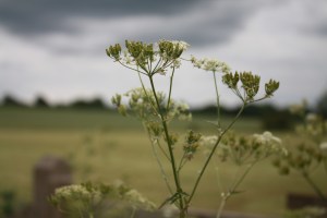 yarrow