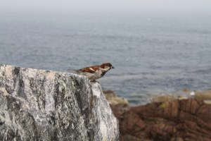sparrow perched on a rock in front of the ocean