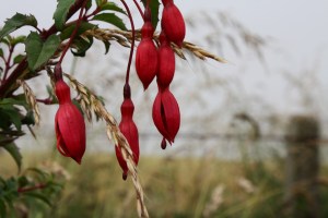 fuchsia magellanica